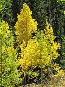 gelber Baum, Great Basin NP, NV