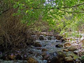 Bach, Great Basin NP, NV