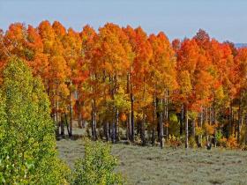 roter Wald, UT