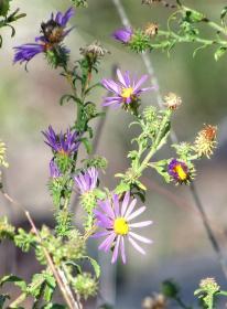 Blumen auf dem Weg zum Gila Cliff Dwellings NM, NM