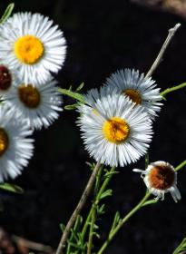 Blumen, Gila Cliff Dwellings NM, NM