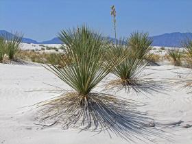 Gras, White Sands NM