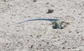 Eidechse, White Sands NM