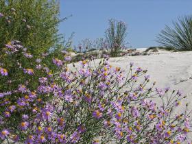 Blumen, White Sands NM