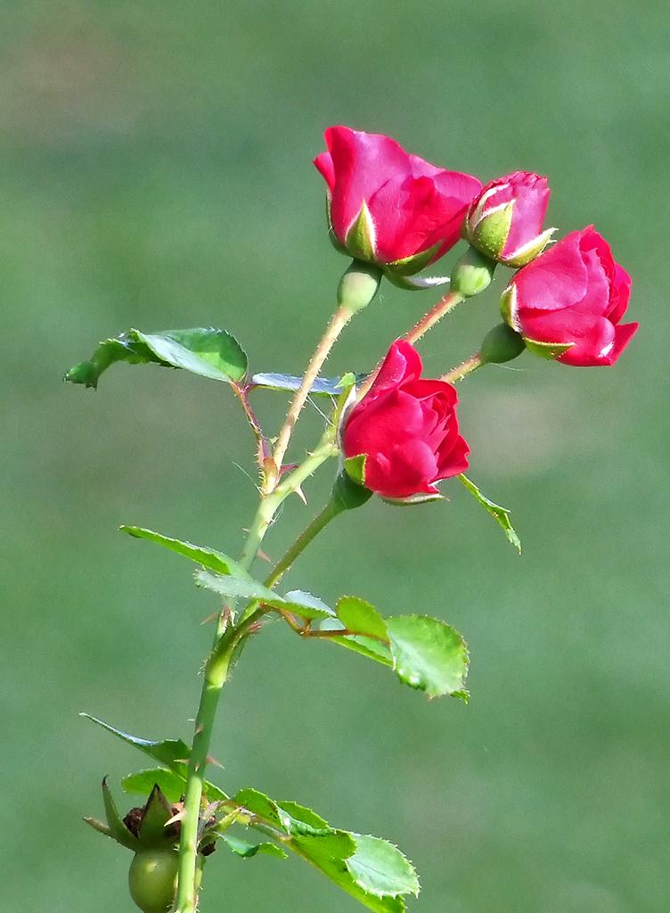 Rose im American Rose Society Garden