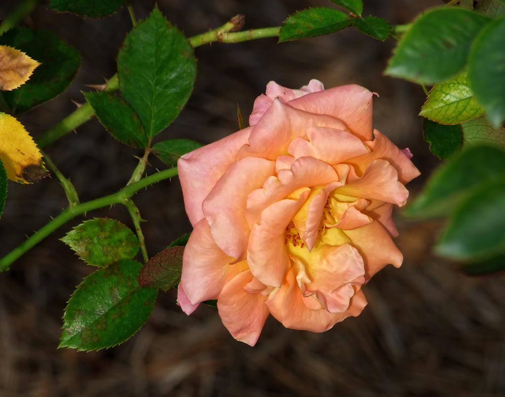 Rose im American Rose Society Garden