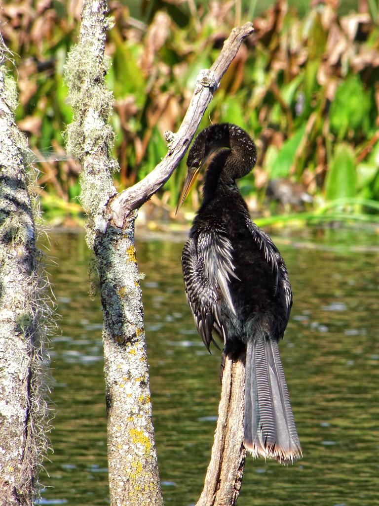 Anhinga im Wakulla Springs SP, FL