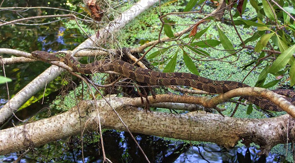 Braune Baumschlange im Wakulla Springs SP, FL