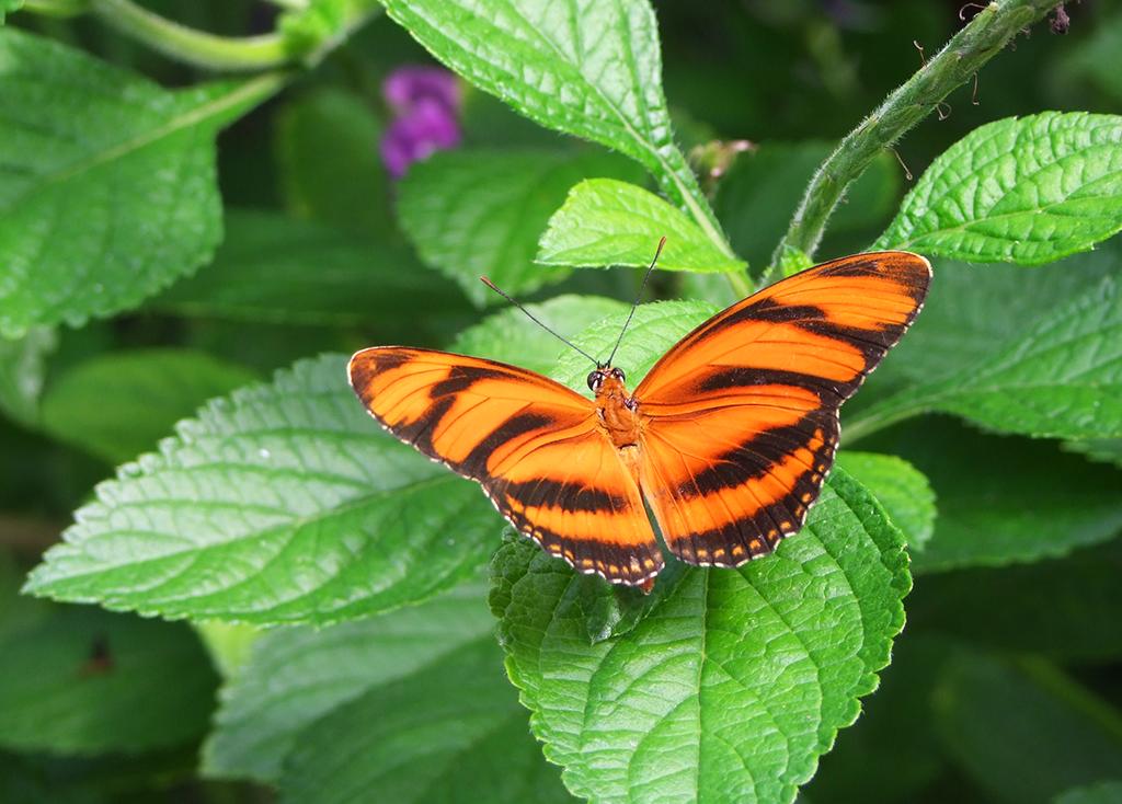 Schmetterling in der Butterfly World