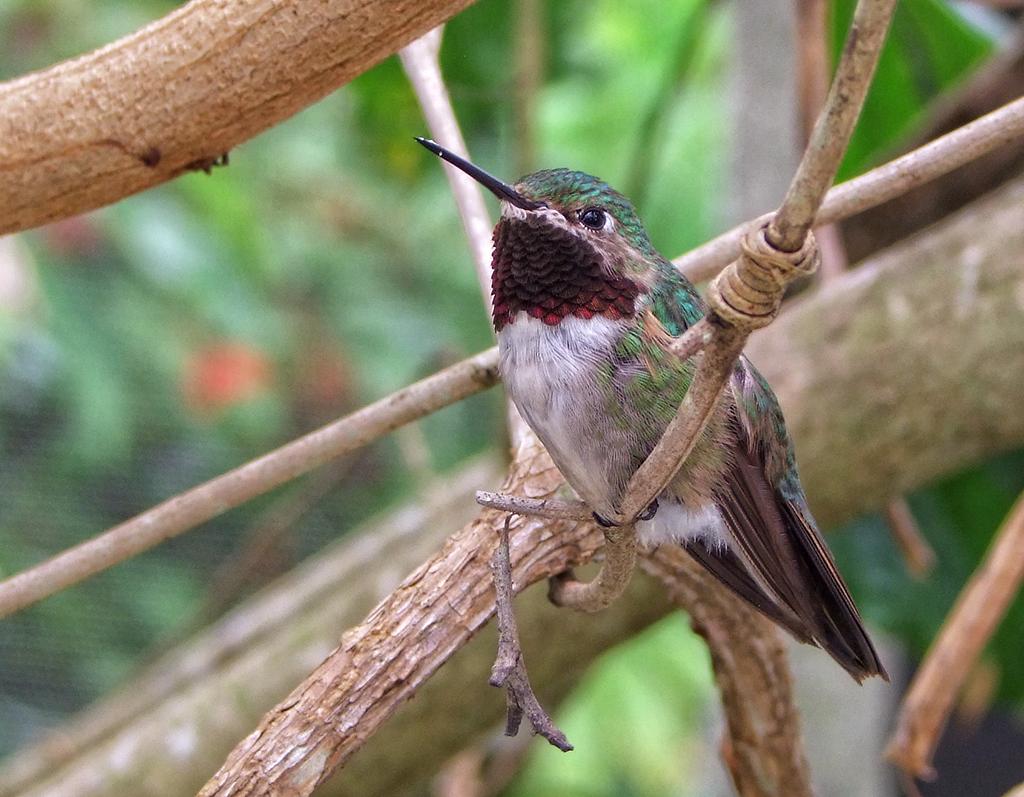 Vogel in der Butterfly World