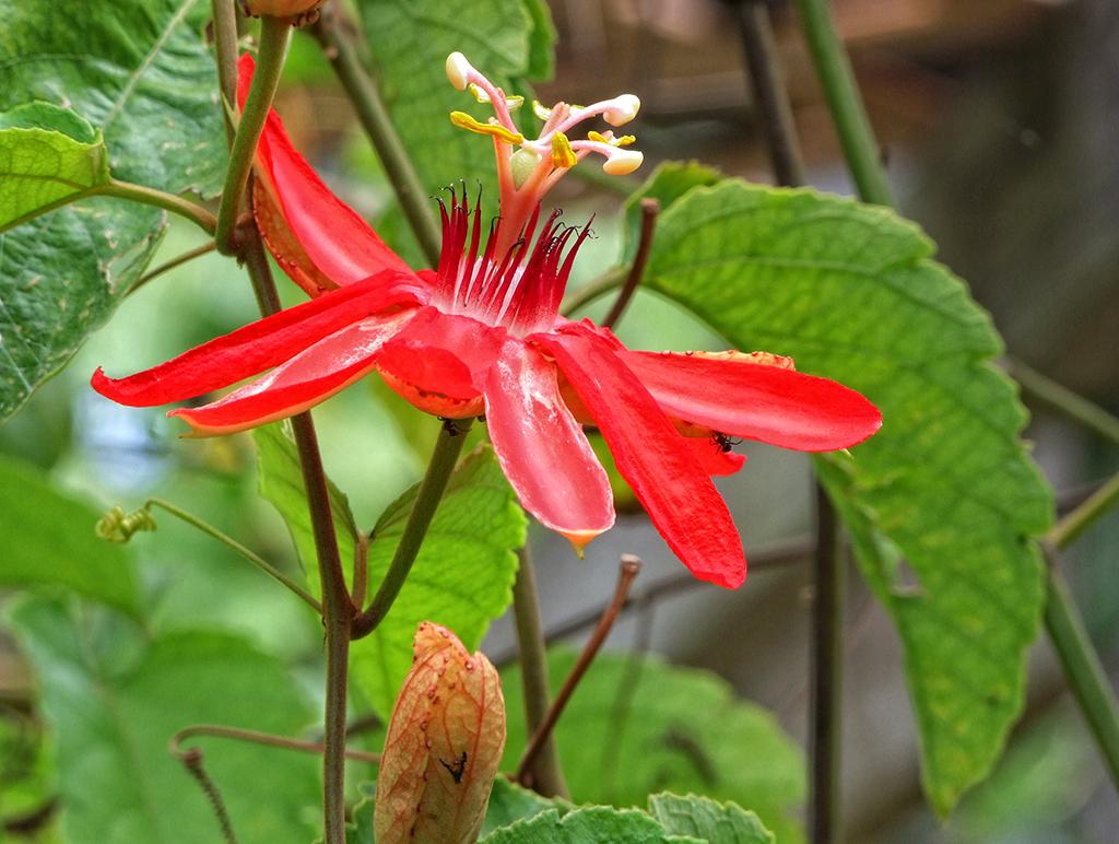 Blume in der Butterfly World