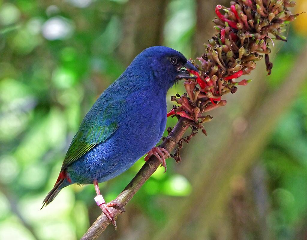 Vogel in der Butterfly World