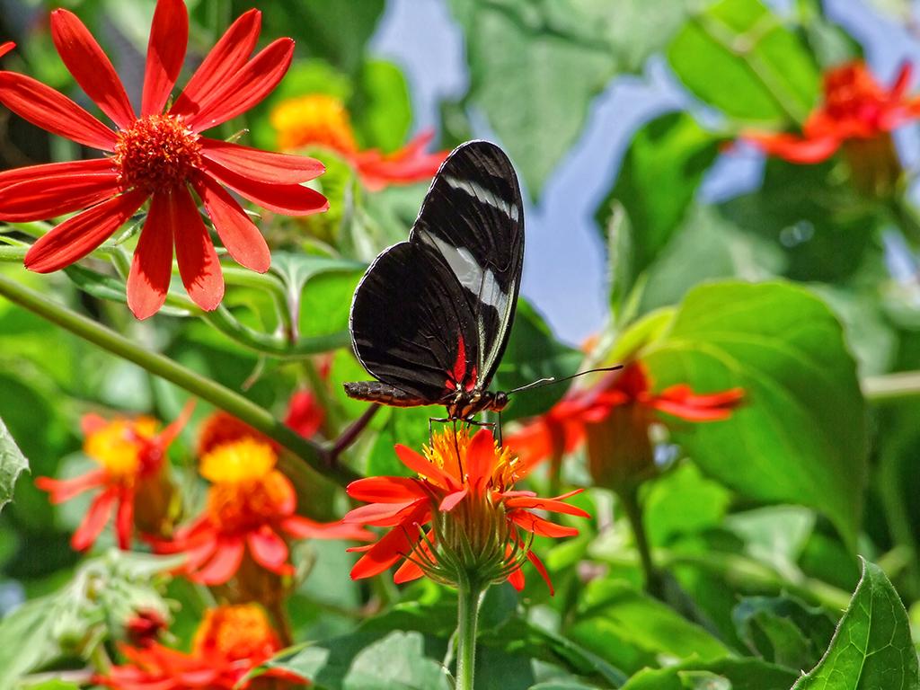 Schmetterling in der Butterfly World