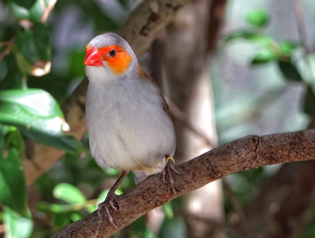 Vogel in der Butterfly World