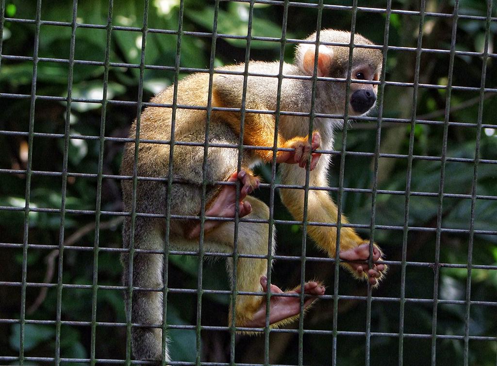 Squirrel Monkey im Monkey Jungle