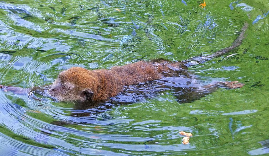 Java Äffchen im Monkey Jungle