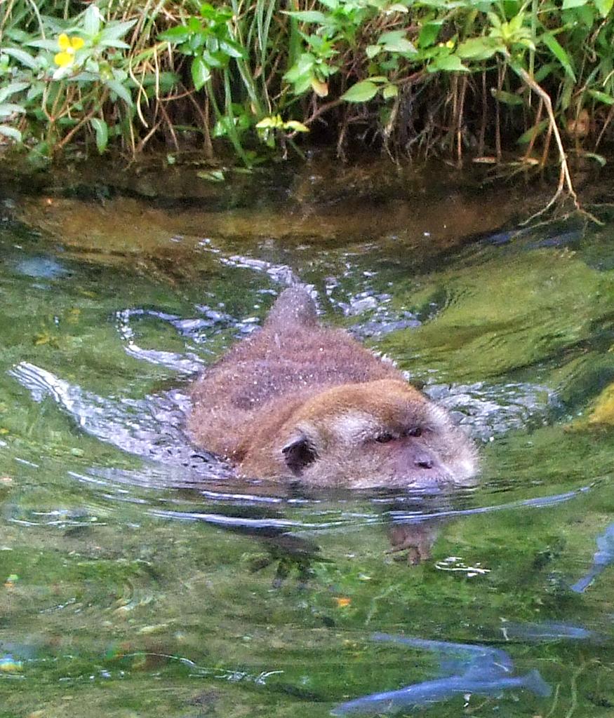 Java Äffchen im Monkey Jungle