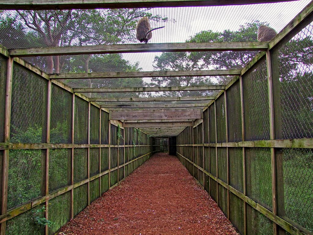 Monkey Jungle