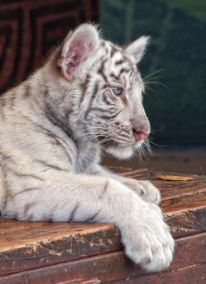 Tiger im Jungle Island