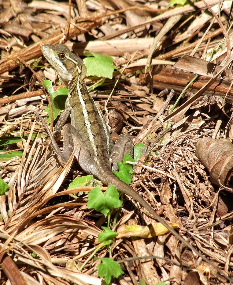 Eidechse im Jungle Island