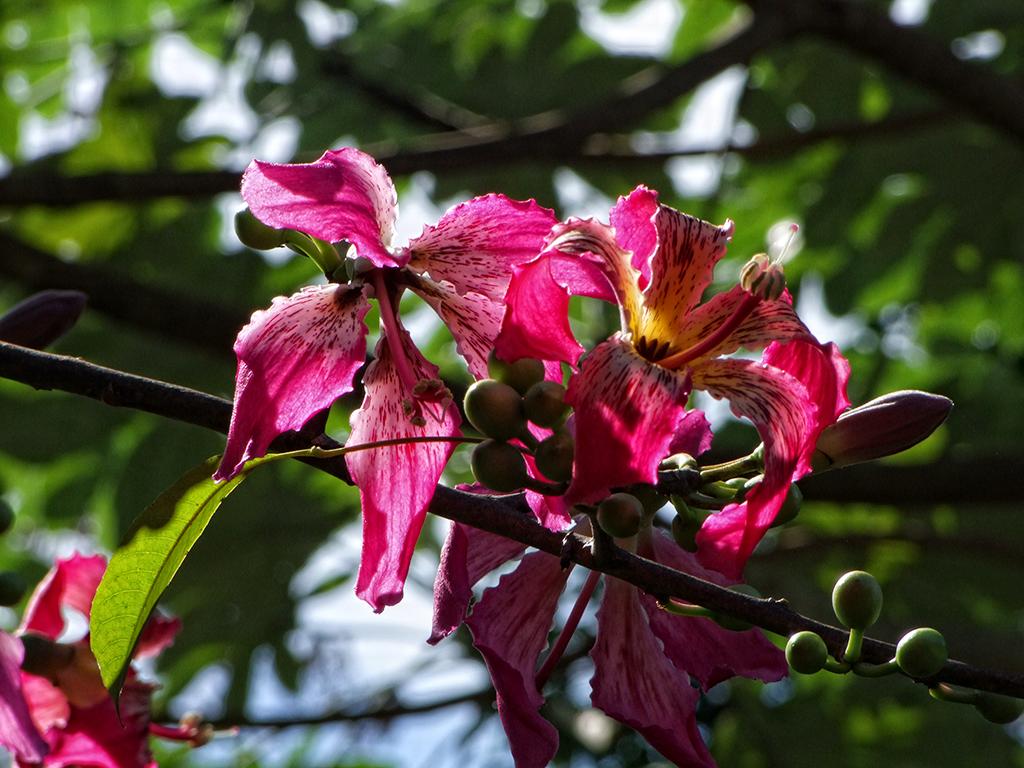 Fairchild Tropical Gardens
