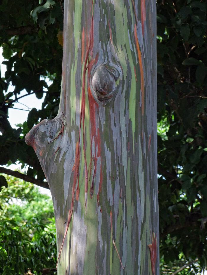 Fairchild Tropical Gardens