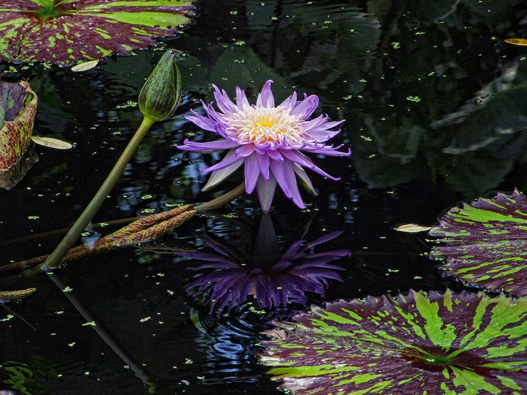 Fairchild Tropical Gardens