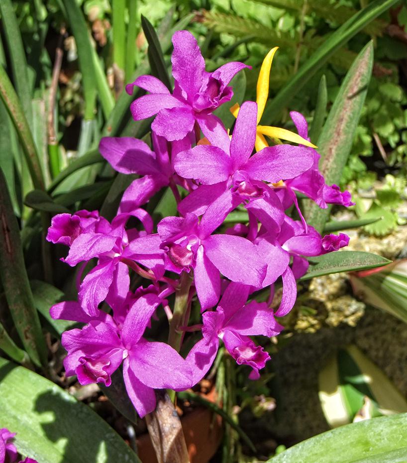 Fairchild Tropical Gardens