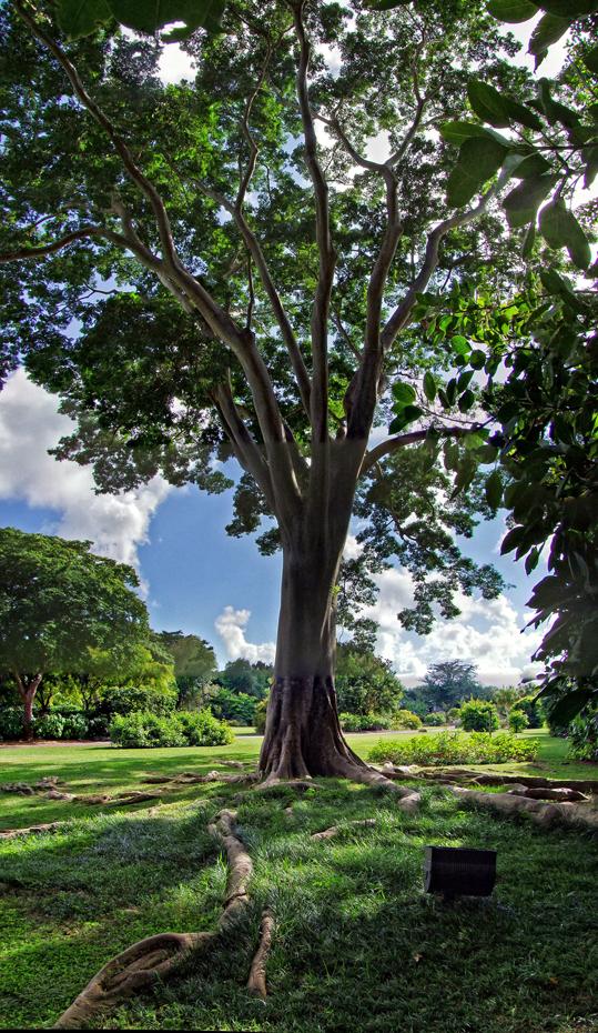Fairchild Tropical Gardens