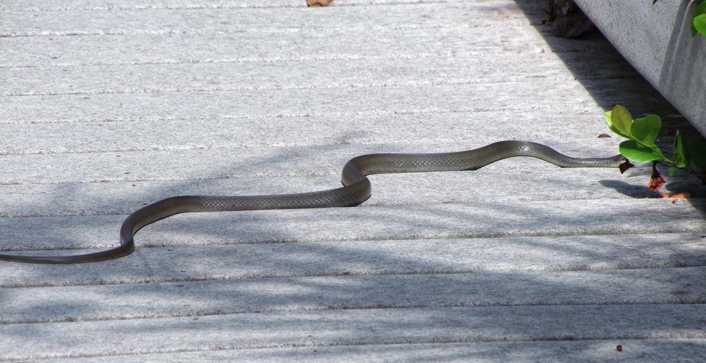 Everglades NP