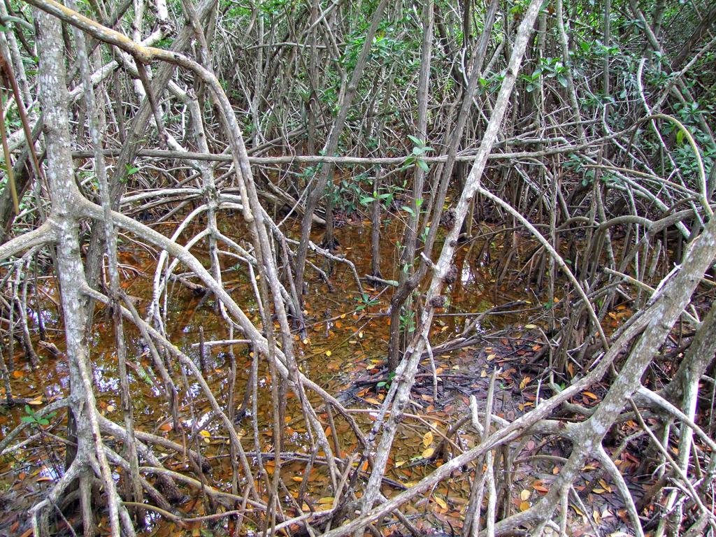 Everglades NP