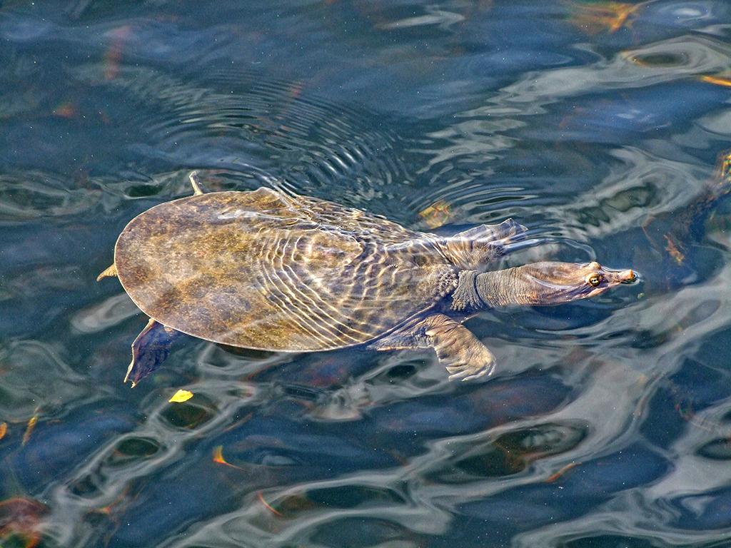 Everglades NP