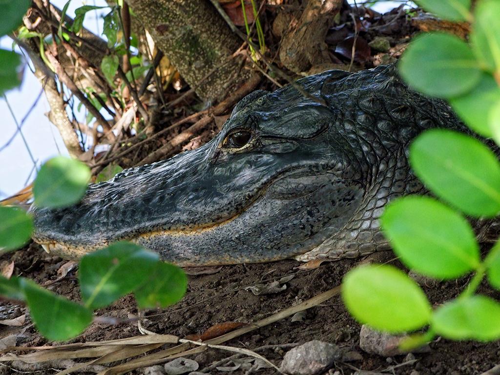Everglades NP