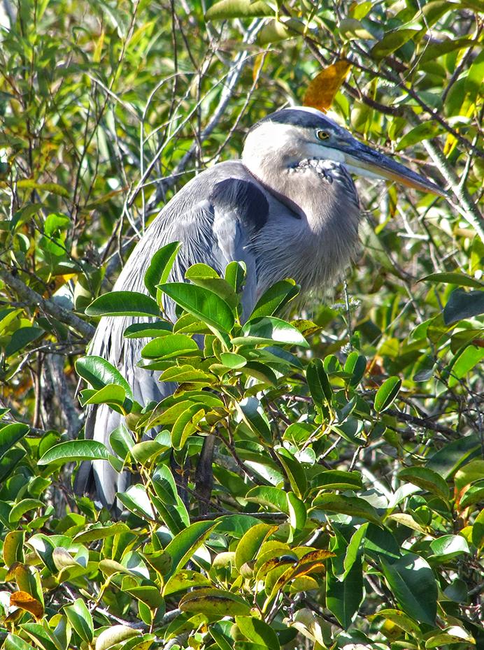 Everglades NP
