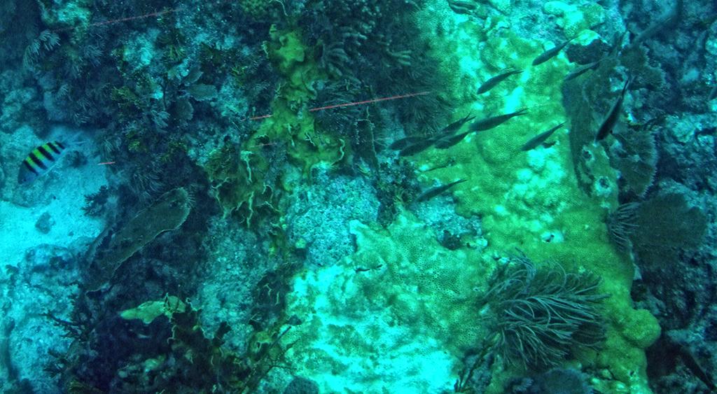 John Pennekamp SP, Key Largo, FL