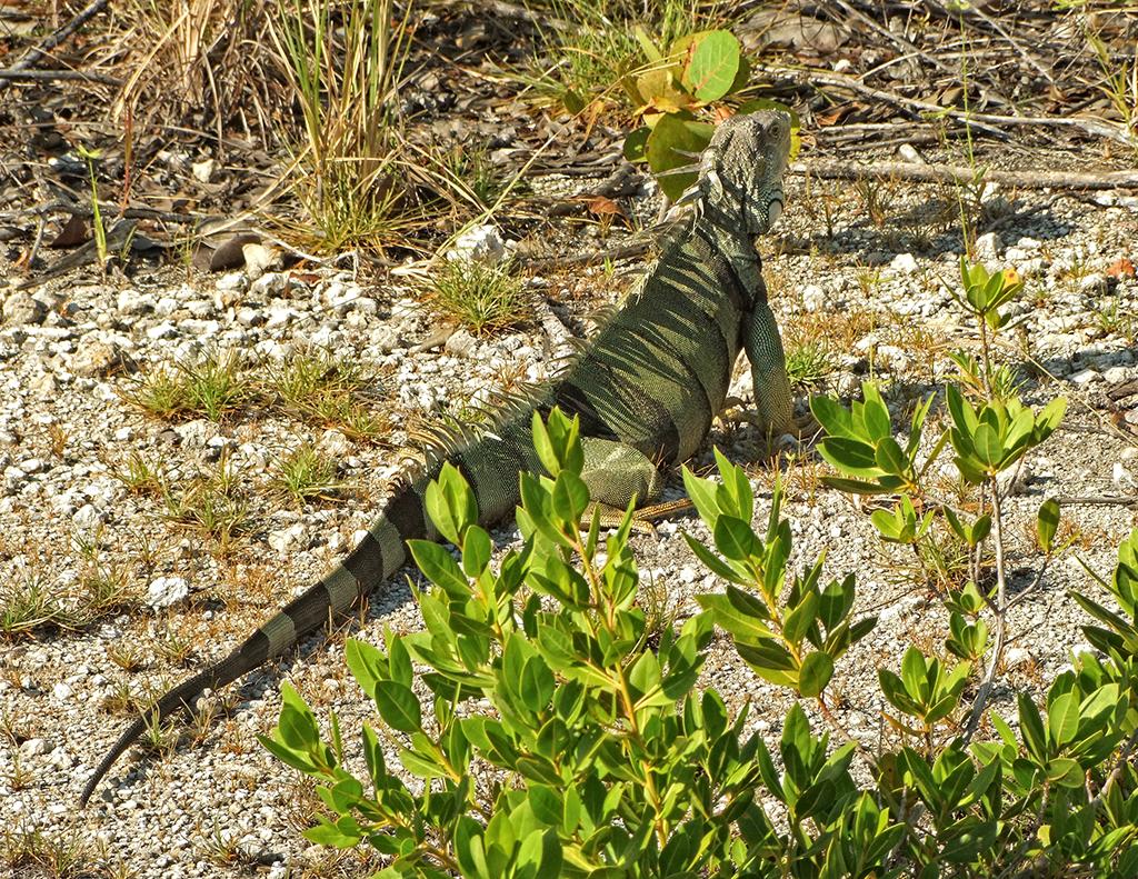 John Pennekamp SP, Key Largo, FL