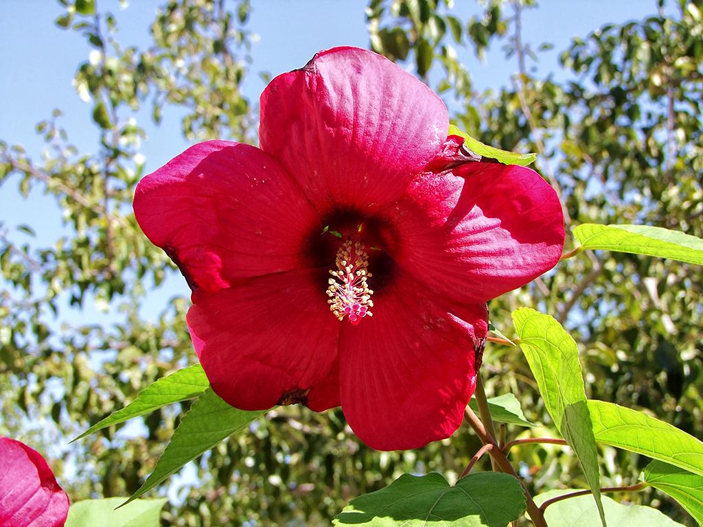 San Antonio Botanical Garden, San Antonio, TX
