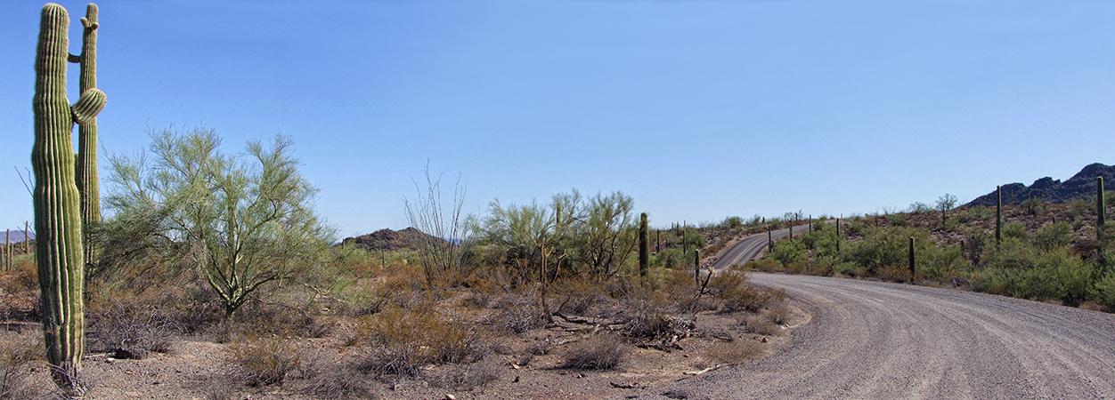 Organ Pipe Cactus NM, AZ
