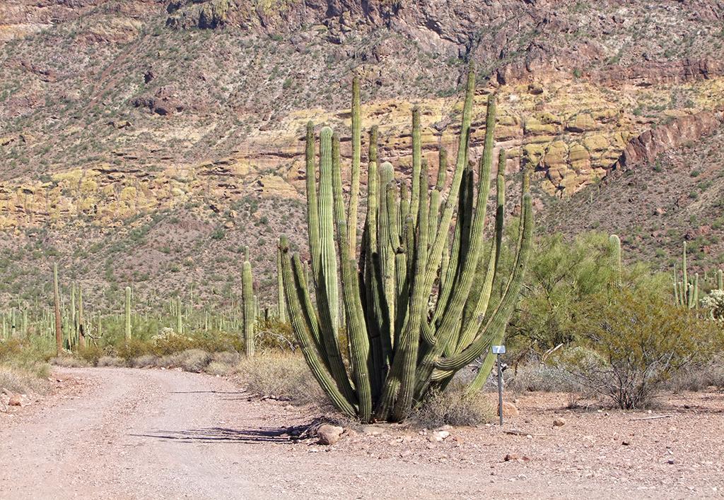 Organ Pipe Cactus NM, AZ