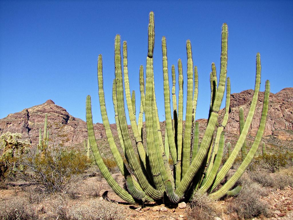 Organ Pipe Cactus NM, AZ