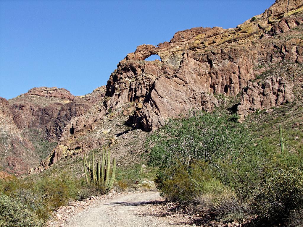 Organ Pipe Cactus NM, AZ