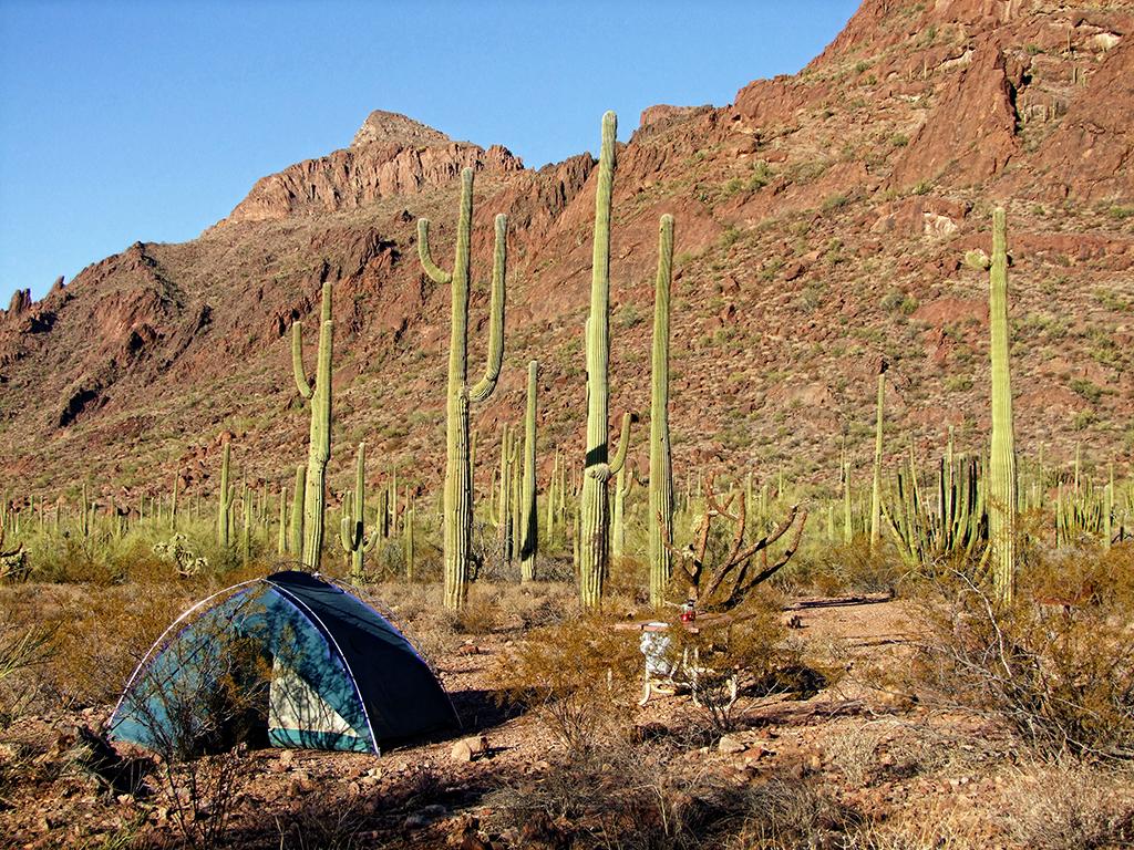 Organ Pipe Cactus NM, AZ