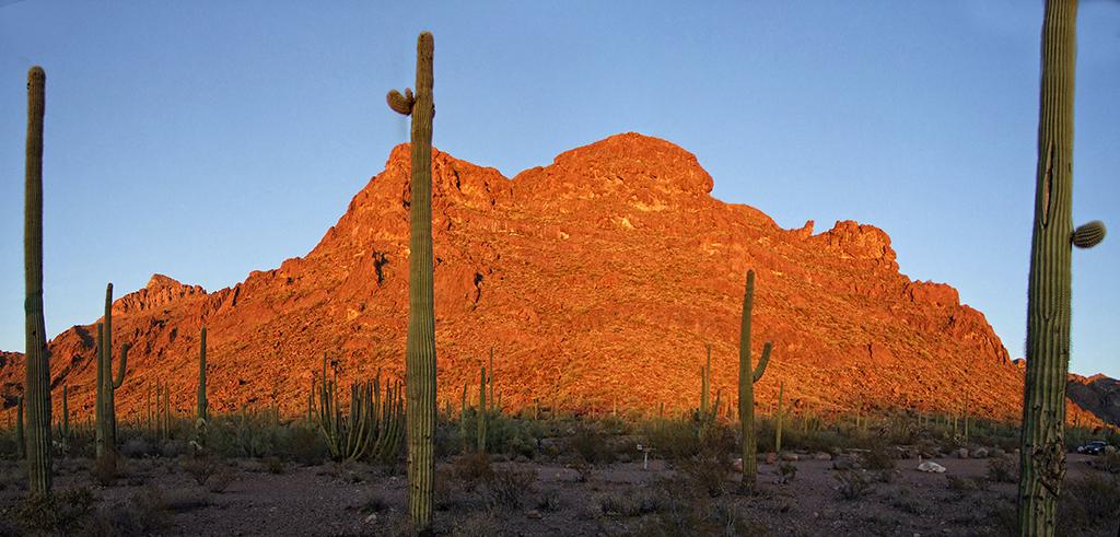 Organ Pipe Cactus NM, AZ