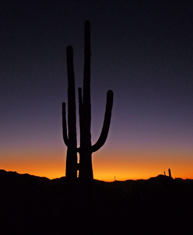 Organ Pipe Cactus NM, AZ
