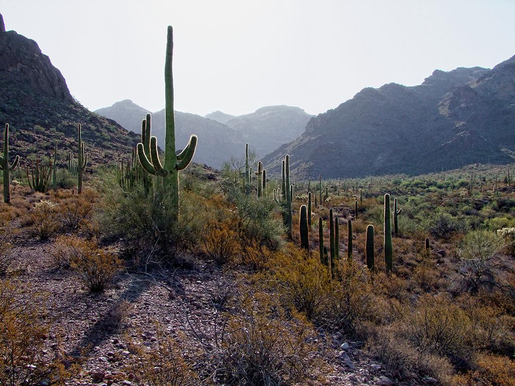 Organ Pipe Cactus NM, AZ