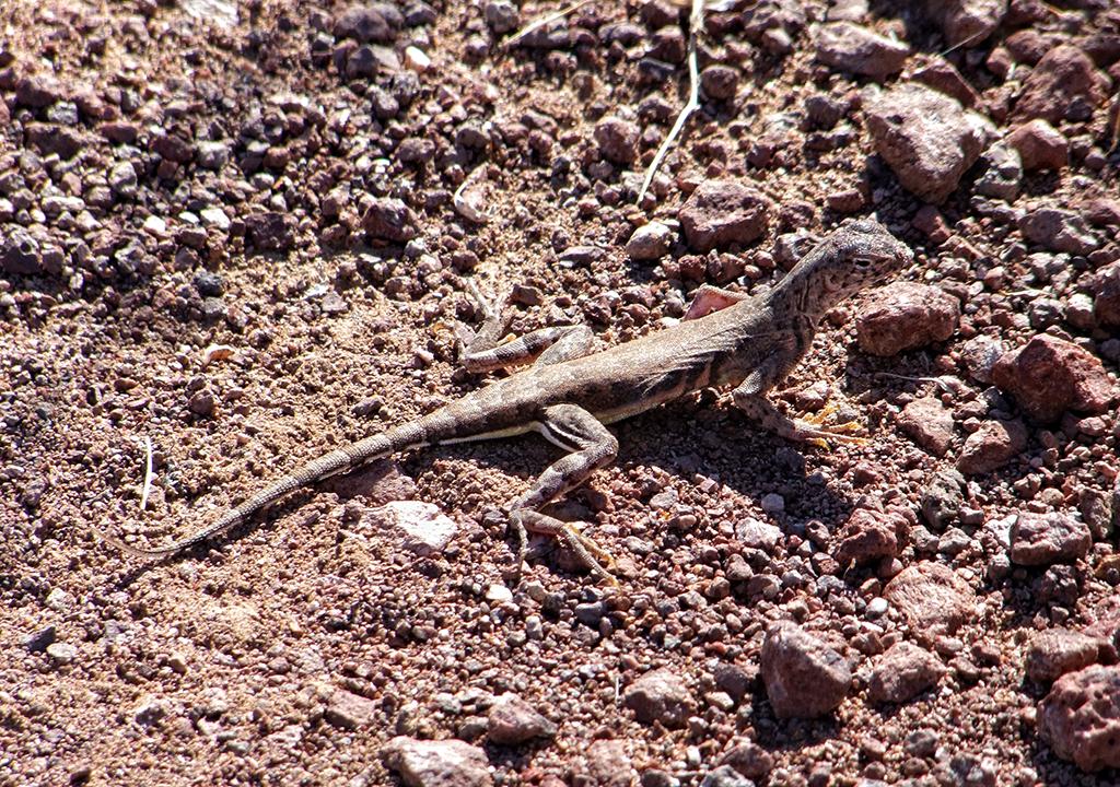 Organ Pipe Cactus NM, AZ