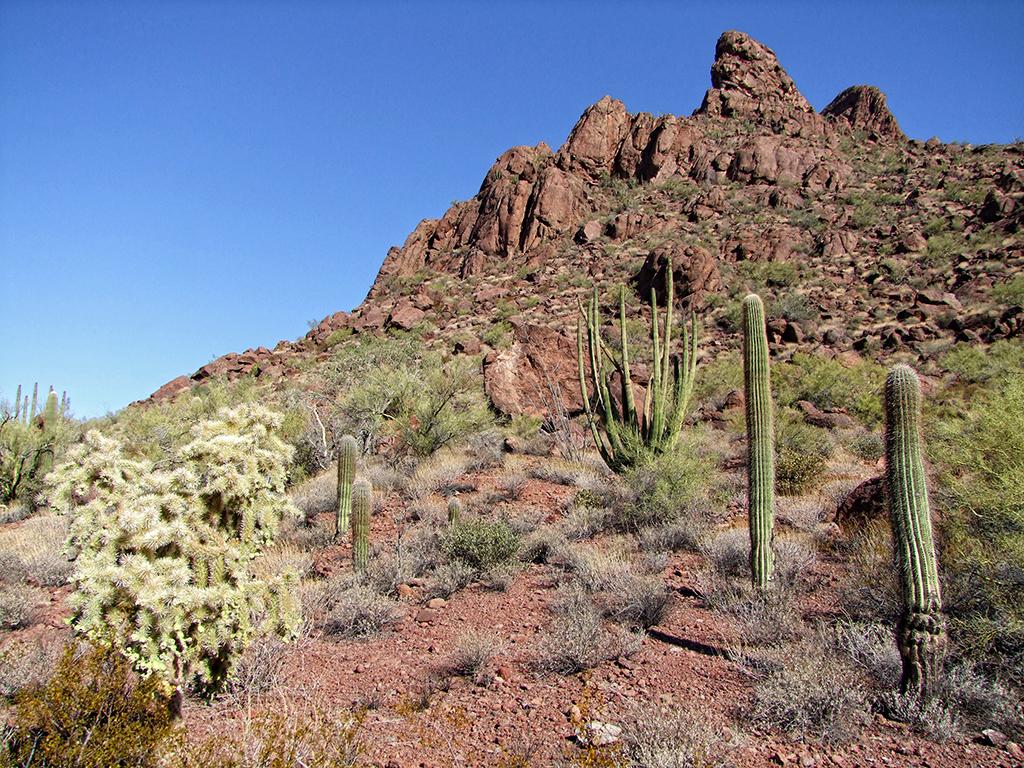 Organ Pipe Cactus NM, AZ