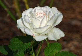 Rose im American Rose Society Garden