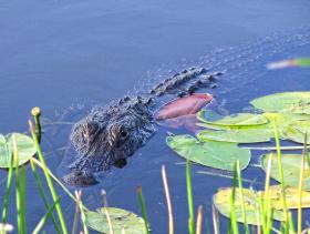Everglades NP