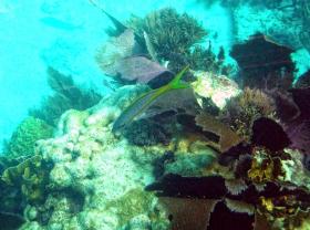 John Pennekamp SP, Key Largo, FL